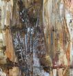 Colorful Petrified Wood Slab - Madagascar #58817-3